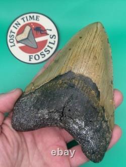 MEGALODON SHARK TOOTH 5.39 x 3.79 wide NORTH CAROLINA. (M001)