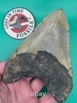 MEGALODON SHARK TOOTH 5.39 x 3.79 wide NORTH CAROLINA. (M001)
