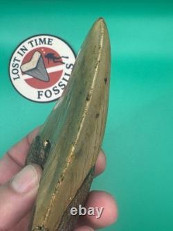 MEGALODON SHARK TOOTH 5.39 x 3.79 wide NORTH CAROLINA. (M001)