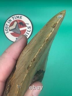 MEGALODON SHARK TOOTH 5.39 x 3.79 wide NORTH CAROLINA. (M001)