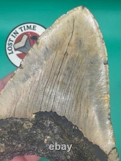 MEGALODON SHARK TOOTH 5.39 x 3.79 wide NORTH CAROLINA. (M001)