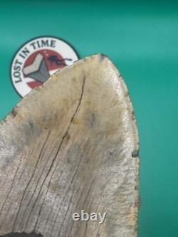 MEGALODON SHARK TOOTH 5.39 x 3.79 wide NORTH CAROLINA. (M001)