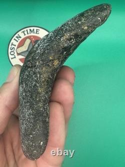 MEGALODON SHARK TOOTH 5.39 x 3.79 wide NORTH CAROLINA. (M001)