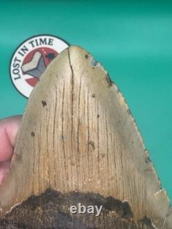 MEGALODON SHARK TOOTH 5.39 x 3.79 wide NORTH CAROLINA. (M001)