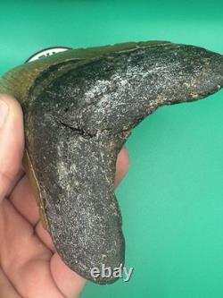 MEGALODON SHARK TOOTH 5.39 x 3.79 wide NORTH CAROLINA. (M001)