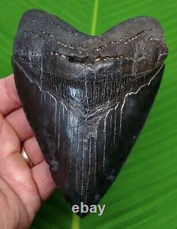 MEGALODON SHARK TOOTH 5 & 3/16 SHARKS TEETH with STAND & PLAQUE MEGLADONE