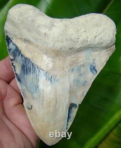 MEGALODON SHARK TOOTH 5 & 3/16 in. SUMMERVILLE Land Site REAL FOSSIL