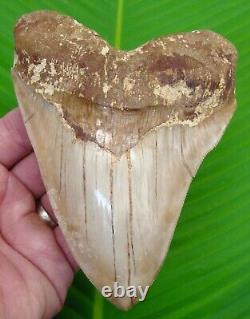 MEGALODON SHARK TOOTH 5 & 3/4 NO RESTORATION with DISPLAY STAND MEGLADONE