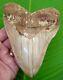 Megalodon Shark Tooth 5 & 3/4 No Restoration With Display Stand Megladone