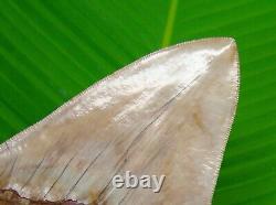 MEGALODON SHARK TOOTH 5 & 3/4 NO RESTORATION with DISPLAY STAND MEGLADONE