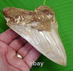 MEGALODON SHARK TOOTH 5 & 3/4 NO RESTORATION with DISPLAY STAND MEGLADONE
