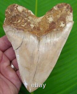 MEGALODON SHARK TOOTH 5 & 3/4 NO RESTORATION with DISPLAY STAND MEGLADONE