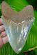 Megalodon Shark Tooth 5 & 3/4 In. Top 1% Top Shelf Quality Real Fossil