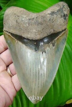 MEGALODON SHARK TOOTH 5 & 3/4 in. TOP 1% TOP SHELF QUALITY REAL FOSSIL
