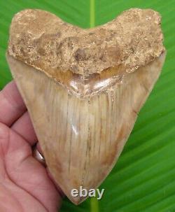 MEGALODON SHARK TOOTH 5 & 3/8 INDONESIAN With STAND & PLAQUE MEGLADONE