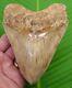 Megalodon Shark Tooth 5 & 3/8 Indonesian With Stand & Plaque Megladone