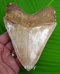 MEGALODON SHARK TOOTH 5 & 3/8 INDONESIAN With STAND & PLAQUE MEGLADONE