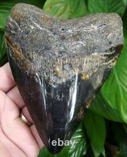 MEGALODON SHARK TOOTH 5 & 3/8 in. REAL FOSSIL NO RESTORATIONS