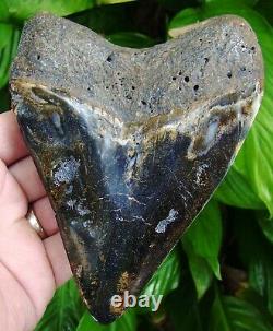 MEGALODON SHARK TOOTH 5 & 3/8 in. REAL FOSSIL NO RESTORATIONS