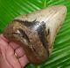 Megalodon Shark Tooth 5 & 3/8 In. Real Fossil Withfree Display Stand