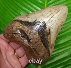 MEGALODON SHARK TOOTH 5 & 3/8 in. REAL FOSSIL withFREE DISPLAY STAND