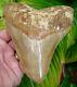 Megalodon Shark Tooth 5 & 3/8 In. Super Quality Indonesian
