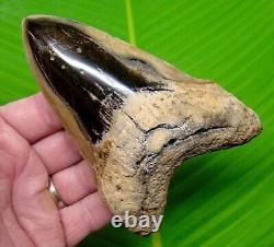 MEGALODON SHARK TOOTH 5 & 3/8 with DISPLAY STAND NO RESTORATIONS AUTHENTIC