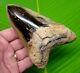 Megalodon Shark Tooth 5 & 3/8 With Display Stand No Restorations Authentic