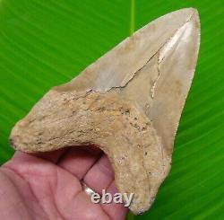 MEGALODON SHARK TOOTH 5 & 3/8 with DISPLAY STAND NO RESTORATIONS AUTHENTIC