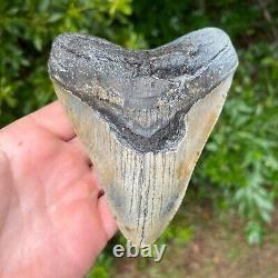 MEGALODON SHARK TOOTH 5.4 x 4.6 Authentic Fossil