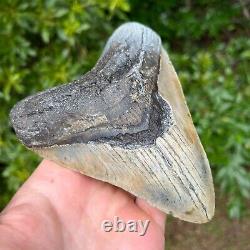 MEGALODON SHARK TOOTH 5.4 x 4.6 Authentic Fossil
