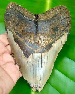 MEGALODON SHARK TOOTH 5.52 inches XL 100% REAL FOSSIL NO RESTORATION