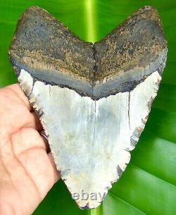 MEGALODON SHARK TOOTH 5.52 inches XL 100% REAL FOSSIL NO RESTORATION