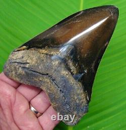 MEGALODON SHARK TOOTH 5 & 5/16 SHARKS TEETH with DISPLAY STAND MEGLADONE