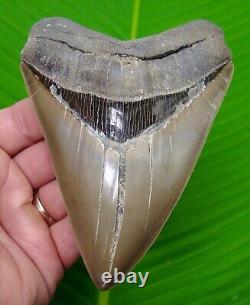MEGALODON SHARK TOOTH 5 & 5/16 in. NO RESTORATIONS GEORGIA River Meg