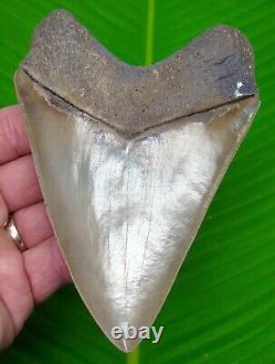MEGALODON SHARK TOOTH 5 & 5/16 in. NO RESTORATIONS GEORGIA River Meg