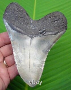 MEGALODON SHARK TOOTH 5 & 5/16 in. With DISPLAY STAND FOSSIL MEGLADONE JAW