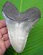 Megalodon Shark Tooth 5 & 5/16 In. With Display Stand Fossil Megladone Jaw