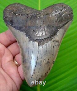 MEGALODON SHARK TOOTH 5 & 5/16 in. With DISPLAY STAND FOSSIL MEGLADONE JAW