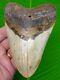 Megalodon Shark Tooth 5 & 5/16 In -with Display Stand Megladone