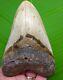 Megalodon Shark Tooth 5 & 5/16 In -with Display Stand Megladone