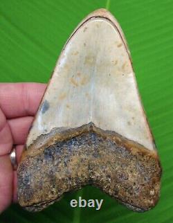 MEGALODON SHARK TOOTH 5 & 5/16 in -with DISPLAY STAND MEGLADONE