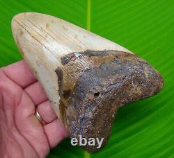MEGALODON SHARK TOOTH 5 & 5/16 in -with DISPLAY STAND MEGLADONE