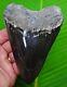 Megalodon Shark Tooth 5 & 5/16 With Display Stand Sharks Teeth Megladone