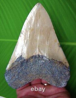 MEGALODON SHARK TOOTH 5 & 5/16 with DISPLAY STAND SHARKS TEETH MEGLADONE
