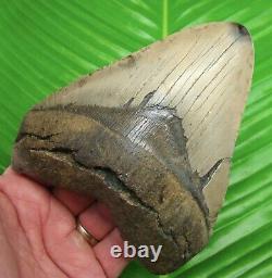 MEGALODON SHARK TOOTH 5 & 5/8 in. REAL FOSSIL with FREE DISPLAY STAND