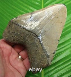 MEGALODON SHARK TOOTH 5 & 5/8 in. REAL FOSSIL with FREE DISPLAY STAND