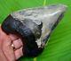 Megalodon Shark Tooth 5.72 In. Sharks Teeth With Stand & Plaque Megladone