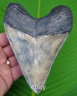 MEGALODON SHARK TOOTH 5.72 in. SHARKS TEETH with STAND & PLAQUE MEGLADONE