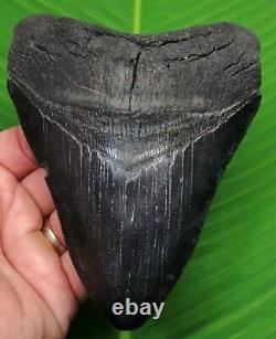 MEGALODON SHARK TOOTH 5 & 7/16 REAL FOSSIL with FREE STAND NATURAL SC MEG